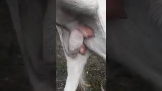 Уникум! Дойный Козёл!!!