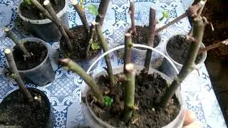 Зимнее  укоренение