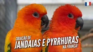 Breeding of CONURES in FRANCE | #EUROTRIP