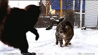 Siberian farm Cats, Nochka and Vasja Ночка и Вася Игра