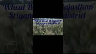 Arid & Desert Soil...but it has become fertile through irrigation. Sriganganagar...RJ