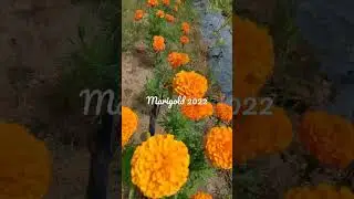 Marigold Orange Sakata Farming 2022
