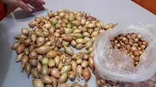 How to Store Onion Sets Until Spring