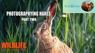 Photographing Hares Part Two - Rich And Gem Wildlife Photography