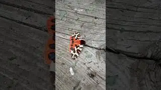 Летняя Красотка🤩