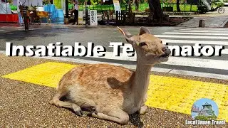 EPIC FAILS | Feeding Nara Park Deer