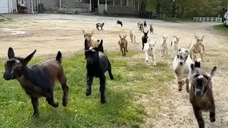 Goat kids are rocking their morning run!