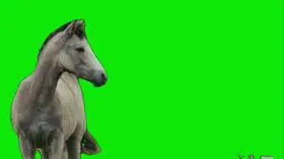 Horse Green Screen