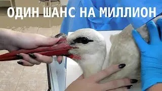 Аист спасён!