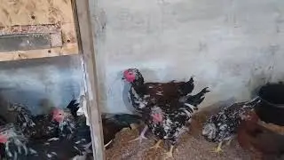 Ливенский петух