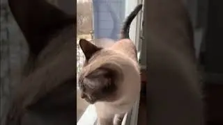 A warm cat is a happy cat :)