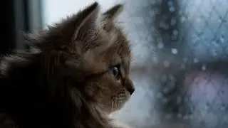 Поговорим и поиграем в EXANIMA.