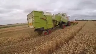 Moisson 2016 dans le Morbihan 56 Claas lexion
