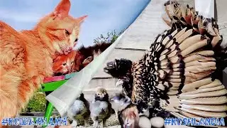 Кошка Ириска и  Курочка Наседка  Kотята и цыплята 