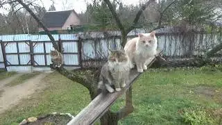 Дикие котята. Обновки с Озона.