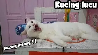 Kucing lucu ini MARAH kalau bonekanya di ambil!! (Meong main boneka) | Shiro part 1 💙