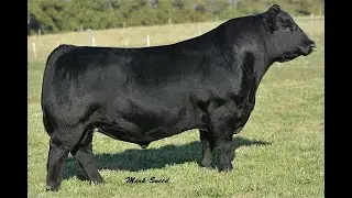 Маточное поголовье 6 - работа во время отела