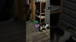 Уличный кот напугал домашнюю кошку 