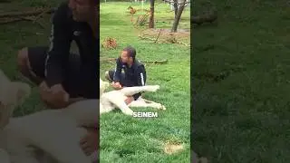 Dieser Tiger rettete das Leben dieses Mannes 😱 
