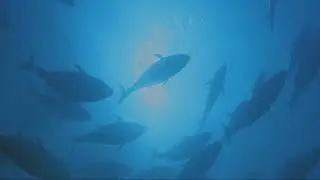 Contaminated Area - short