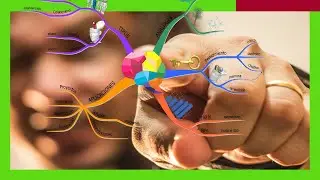 Qué es un MAPA MENTAL ❓ Cómo HACER un Mapa Mental ❓