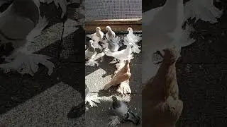Пискунята.