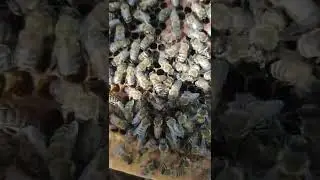 Чихел Она занбур тухум мондан ба навор гирифтем!
