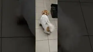 На мою подработку,приходят такие лапочки 😍