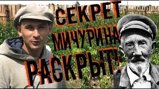 Супер огород зарос! Секрет супер урожая без прополки! Трава по шею, но все растет! Мичурин в шоке!