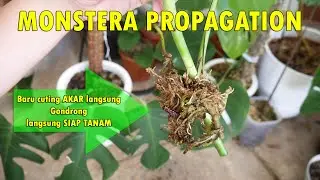 Cuting MONSTERA Hasil AIR LAYERING (cangkok)