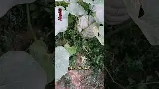 MaşAllah