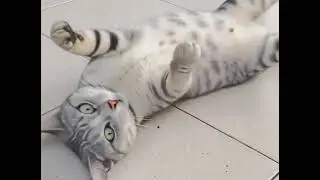 Ciloo.....kucingnya Naomi