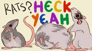 Everything You Need to Know About Pet Rats