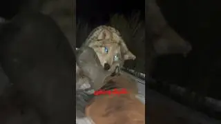 اگه یه گرگ وحشی حمله کرد چیکار کنیم؟! #shorts