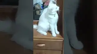 So white furbabies #cutecat #amazingshorts #shorts