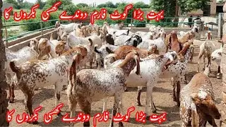 ایک فارم کا ویزٹ دوندے کھسی 125 بکرے کی لاٹ 2021 کی قربانی اور کھیرے بچے 2022 کی قربانی پر تیار  بہت