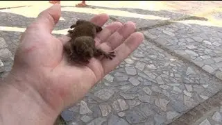 Неизвестное существо под названием ЛЭТ Тайланд An unknown creature called let Thailand