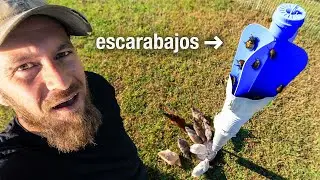 Alimentamos a Nuestras Gallinas con Escarabajos Japoneses (Por $30)