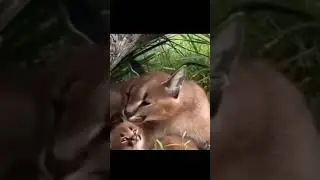 ShortsVids || Big floppa and her child feel sleepy #shorts #animals #animalsshorts