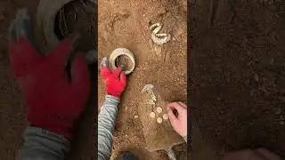 Snake treasure in the forest
