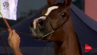 N.54 FARGALI - 2017 SPANISH NATIONALS - 7 Years Old and Older Mares (Class 9)