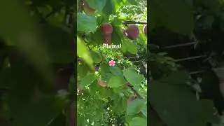 Plums!  Yumms!