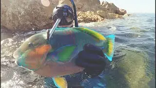 Spearfishing along Rock Wall