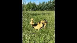 Утята  вывод 27 июня Пекинка ST5  и Муларды