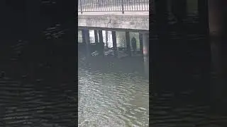 Утка родила 😍😍😍