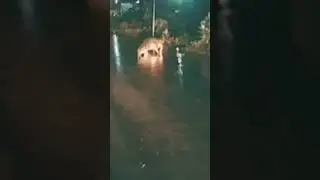 Crocodile Road Crossing in Chennai #shortsvideo #youtubeshorts #feed