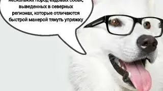 Порода: Хаски