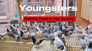 Quality pigeons | Andreas Drapa pigeons | Racing pigeons | Drapa pigeons