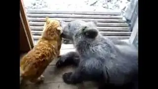 Мишка и кот