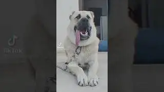 ЭДИТЫ разнных животных чит опис EDITS different animals cheat description